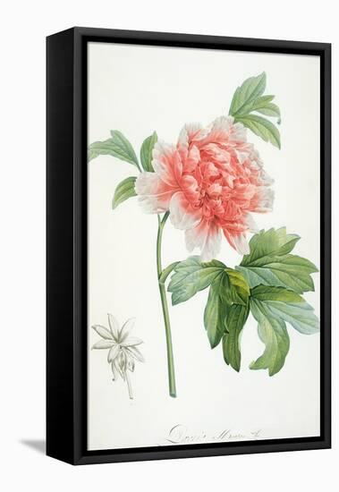 Peony, 1799 (Colour Stipple Print)-Pierre-Joseph Redouté-Framed Stretched Canvas