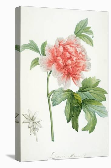 Peony, 1799 (Colour Stipple Print)-Pierre-Joseph Redouté-Stretched Canvas