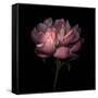 Peony 1-Magda Indigo-Framed Stretched Canvas