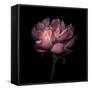 Peony 1-Magda Indigo-Framed Stretched Canvas