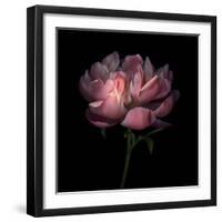 Peony 1-Magda Indigo-Framed Photographic Print