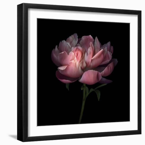 Peony 1-Magda Indigo-Framed Photographic Print