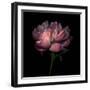 Peony 1-Magda Indigo-Framed Photographic Print