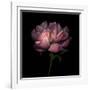 Peony 1-Magda Indigo-Framed Photographic Print