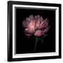 Peony 1-Magda Indigo-Framed Photographic Print