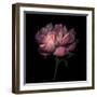 Peony 1-Magda Indigo-Framed Photographic Print