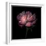 Peony 1-Magda Indigo-Framed Photographic Print