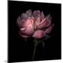 Peony 1-Magda Indigo-Mounted Photographic Print