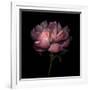 Peony 1-Magda Indigo-Framed Photographic Print