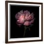 Peony 1-Magda Indigo-Framed Photographic Print