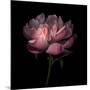 Peony 1-Magda Indigo-Mounted Photographic Print