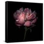 Peony 1-Magda Indigo-Framed Stretched Canvas