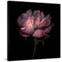 Peony 1-Magda Indigo-Stretched Canvas