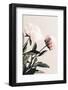 Peony 23-1x Studio III-Framed Photographic Print