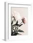 Peony 23-1x Studio III-Framed Photographic Print