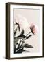 Peony 23-1x Studio III-Framed Photographic Print