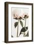 Peony 24-1x Studio III-Framed Photographic Print