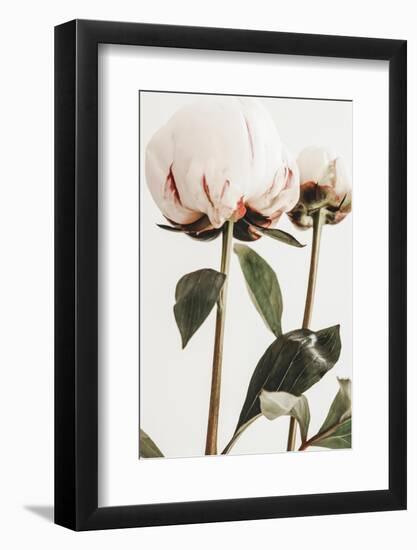 Peony 24-1x Studio III-Framed Photographic Print