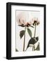 Peony 24-1x Studio III-Framed Photographic Print