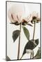 Peony 24-1x Studio III-Mounted Photographic Print