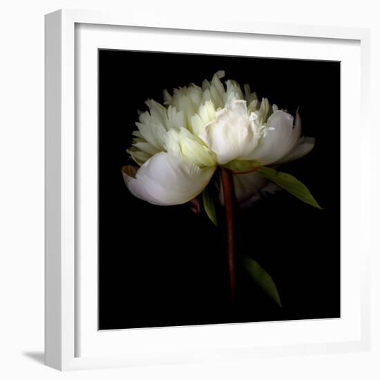 Peony 2-Magda Indigo-Framed Photographic Print