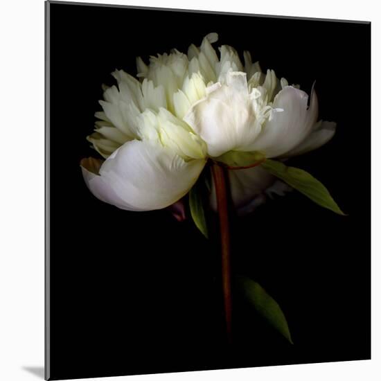 Peony 2-Magda Indigo-Mounted Photographic Print