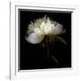 Peony 2-Magda Indigo-Framed Photographic Print