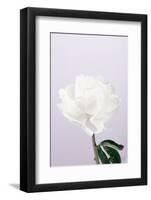 Peony_3-1x Studio III-Framed Photographic Print