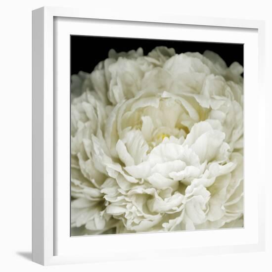 Peony 78-Doris Mitsch-Framed Photographic Print