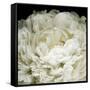 Peony 78-Doris Mitsch-Framed Stretched Canvas