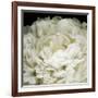 Peony 78-Doris Mitsch-Framed Photographic Print