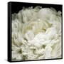 Peony 78-Doris Mitsch-Framed Stretched Canvas