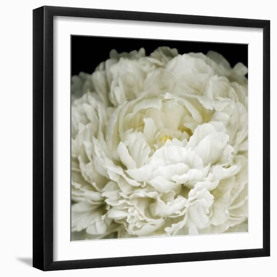 Peony 78-Doris Mitsch-Framed Premium Photographic Print