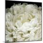 Peony 78-Doris Mitsch-Mounted Premium Photographic Print