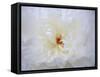 Peony Abstract-Anna Miller-Framed Stretched Canvas