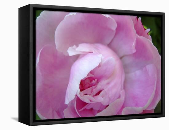 Peony Abstract-Anna Miller-Framed Stretched Canvas