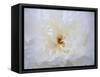 Peony Abstract-Anna Miller-Framed Stretched Canvas