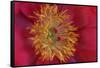 Peony Abstract-Anna Miller-Framed Stretched Canvas