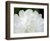 Peony Abstract-Anna Miller-Framed Photographic Print