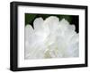 Peony Abstract-Anna Miller-Framed Photographic Print