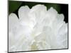 Peony Abstract-Anna Miller-Mounted Photographic Print