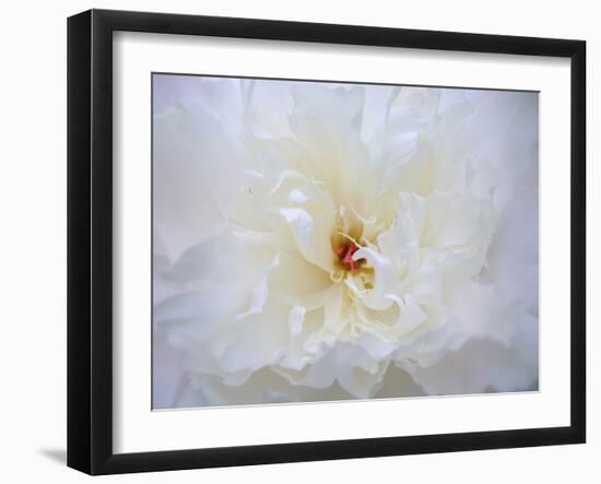 Peony Abstract-Anna Miller-Framed Photographic Print