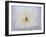 Peony Abstract-Anna Miller-Framed Photographic Print