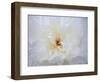 Peony Abstract-Anna Miller-Framed Photographic Print