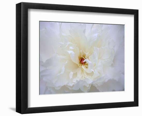 Peony Abstract-Anna Miller-Framed Photographic Print