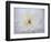 Peony Abstract-Anna Miller-Framed Photographic Print