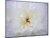 Peony Abstract-Anna Miller-Mounted Photographic Print