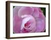 Peony Abstract-Anna Miller-Framed Photographic Print