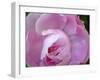 Peony Abstract-Anna Miller-Framed Photographic Print