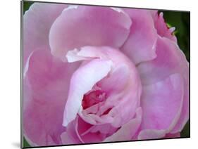 Peony Abstract-Anna Miller-Mounted Photographic Print